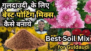 How to grow chrysanthemum Guldaudi Chrysenthemum Guldaudi plant care amp fertilizergreenhouse [upl. by Leffert]