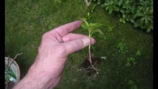 Transplanting Pachysandra [upl. by Neyr581]