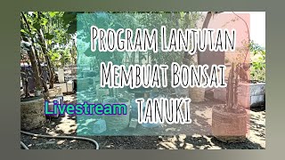 PROGRAM BONSAI TANUKI LIVESTREAMbonsaiimaji bonsai [upl. by Redle923]