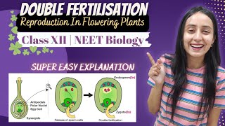 Double Fertilisation  Sexual Reproduction in Plants  Class 12  NEET Biology [upl. by Harbour]