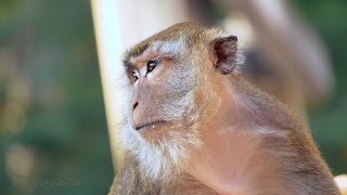 Crabeating or Longtailed Macaque Macaca fascicularis  Javaneraffe oder Langschwanzmakak [upl. by Flossy913]