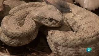 Grandes DocumentalesAlamto el paraíso de los reptiles [upl. by Finella]