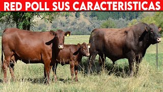 🔴 Red Poll CARACTERÍSTICAS ✅ Ganadería Vacuna [upl. by Leigh]