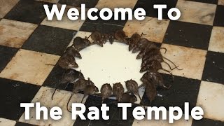 Culture Shock  Karni Mata Rat Temple  Bikaner [upl. by Eniamret]