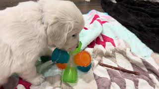 English Cream Golden Retriever Puppies turn 5 weeks old [upl. by Aelber]