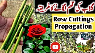 Rose plants to grow at home from cuttings 2024🌹 desi gulab ki cutting kaise lagaye [upl. by Leanna]