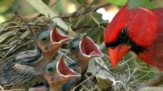 Northern Cardinals feeding baby birds FYV [upl. by Hildebrandt]