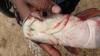 Pangasius infected by Aeromonas hydrophila Bacteria पंगास मछली पालन पंगास मछली [upl. by Ylac]