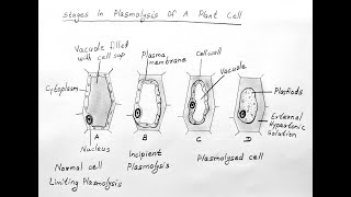 STAGES OF PLASMOLYSIS DIAGRAM FOR CLASS 11 BIOLOGY [upl. by Pare]