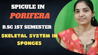 Spicule in Porifera Bsc 1st SemesterSkeletal system in sponges BSc 1st year1stsemester [upl. by Oznerol872]