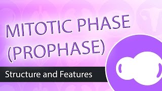 Steps of Mitosis Prophase [upl. by Ellehsad832]