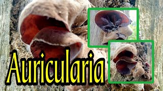 Auricularia wood ear mushroom [upl. by Obadias]