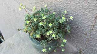 GRAPTOPETALUM MENDOZAE BLOOMS [upl. by Lativa]