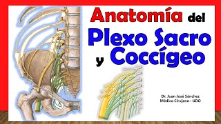 🥇 PLEXO SACRO Y COCCÍGEO Anatomía Fácil y rápida Explicación [upl. by Yasmar337]