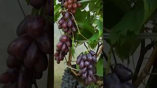 Growing grapevines at home isnt as difficult as you think Heres how to plant them in the garden [upl. by Aneelahs]