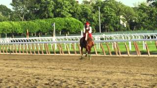 California Chrome schools in the paddock and gallops at Belmont Park May 29 [upl. by Llekim]