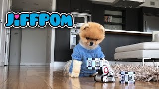 Jiffpom and Cozmo the Robot [upl. by Dibbrun]