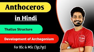 Anthoceros thallus Structure  Development of Archegonium in Anthoceros in Hindi  By Bioaman 04 [upl. by Leaper]