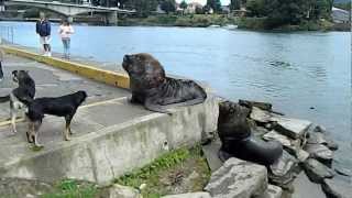 Perro vs Lobo Marino  Dog vs Sea Wolf or Sea Lion ValdiviaChile [upl. by Greysun]