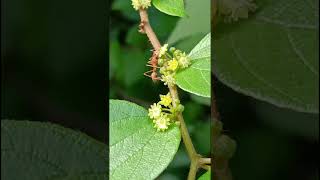 Ziziphus oenopolia Rhamnaceae family nature forestflower trending forestsflora [upl. by Maurie]