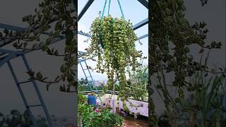 Dischidia Plantbeautiful  Hanging Plant [upl. by Dimah]