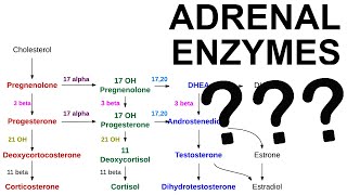 Adrenal Enzyme Deficiencies [upl. by Sissy]