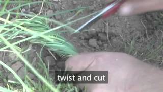 How to Harvest Chive Herb Plants [upl. by Introc]