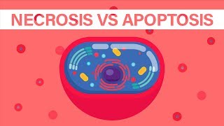 What is Necrosis vs What is Apoptosis [upl. by Amsa]