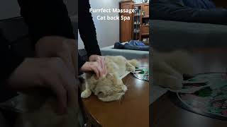 Respect shorts Purrfect Massage cat back spa [upl. by Boudreaux]