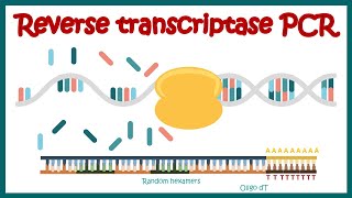 Reverse Transcriptase PCR RT PCR  What are the applications of RT PCR   RT PCR protocol [upl. by Fatma264]