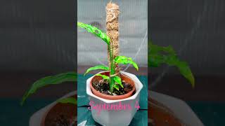 Monstera Obliqua Peru Update queenb84 satisfying viral trending monstera monsteraobliqua [upl. by Pillyhp220]