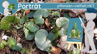 🖼️ Porträt 024  Gewöhnliche Haselwurz Asarum europaeum  WildpflanzenSteckbrief Giftig [upl. by Yorker]