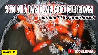 setelah 5 jam ikan koki direndam larutan PK amp garam krasak [upl. by Anyg]