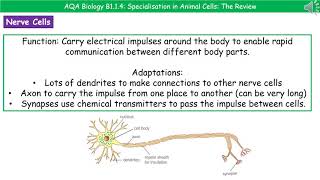 AQA Biology B114  Specialisation in Animal Cells [upl. by Natale470]