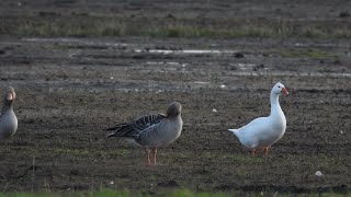 Domestic geese together with greylag geese [upl. by Anerehs]