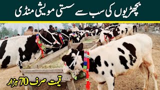 Heifers For Sale In Pakistan  Bachrian  Malumor Mandi Latest Update  Wachian  Pk Janwar Mandi [upl. by Brian]