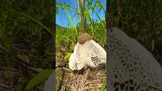 Mushroom mushroom mushrooms mushroompicking gardening [upl. by Nyrhtac58]