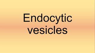 Endocytic Vesicles Pronunciation  How to Say  How to Pronounce [upl. by Jobey]