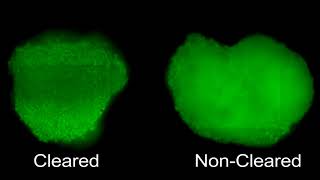 Tissue Clearing of HepG2 Spheroids for HCS [upl. by Aicile345]