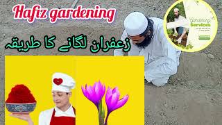 zafran growingviralvideo gardening garden homegardening hafiz gardening [upl. by Eerased]