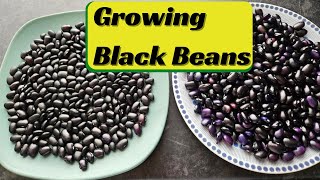 Growing Black Beans [upl. by Asiuol902]