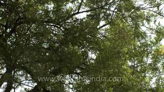 A majestic Neem Tree [upl. by Afrikah]