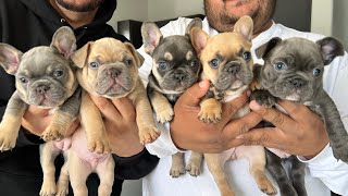 FRENCHIE PUPPIES [upl. by Nanaj]