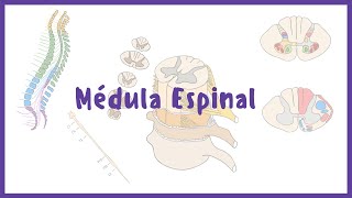 NEUROANATOMÍA  Configuración Interna y Externa  Médula espinal [upl. by Nnyloj]