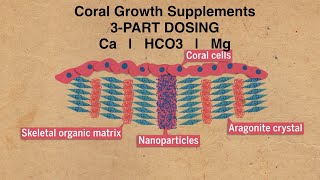 Coral Growth Supplements  No Water Changes Reef Aquarium [upl. by Rehotsirhc]