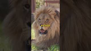 ¿Cómo es la melena de un león short león animales [upl. by Inami]