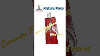 4C Popliteal fossa anatomy illustration drawing art bones study students knee hamstrings [upl. by Nodab]