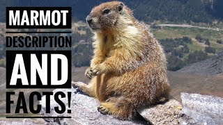 Marmot  Description and Facts [upl. by Lait]