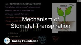 Mechanism of Stomatal Transpiration Biology Lecture  Sabaqpk [upl. by Leinahtam358]