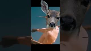 Deer Hit a Car for real memes funny [upl. by Anelrats837]